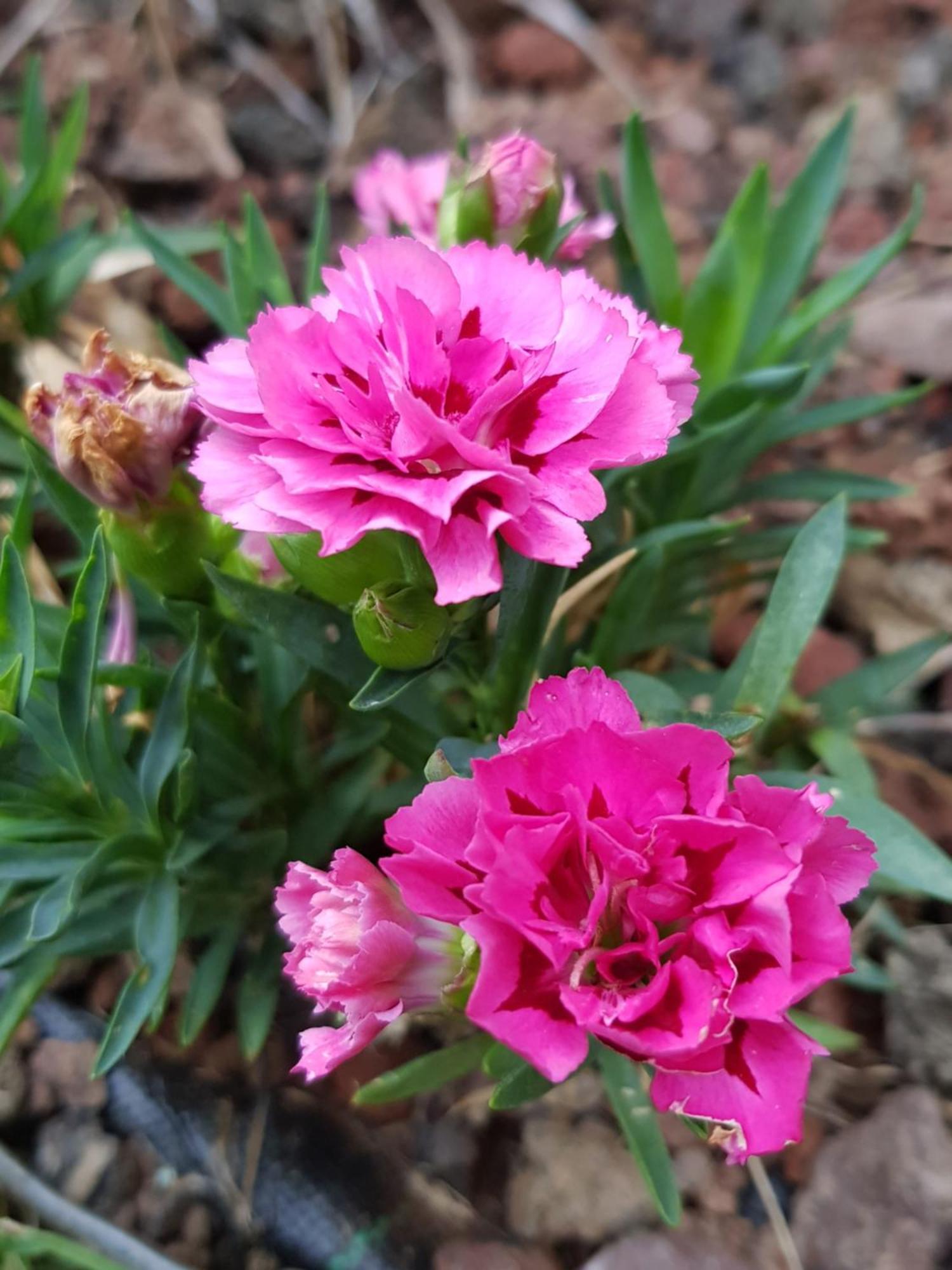 Nel Giardino Di Dafne Villa Stresa Dış mekan fotoğraf